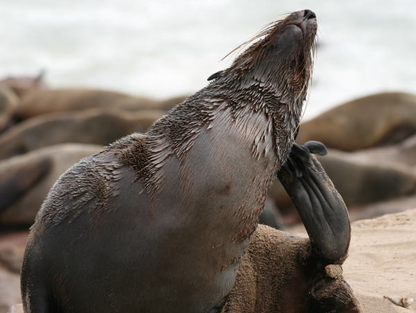 with the seals at cape cross.JPG